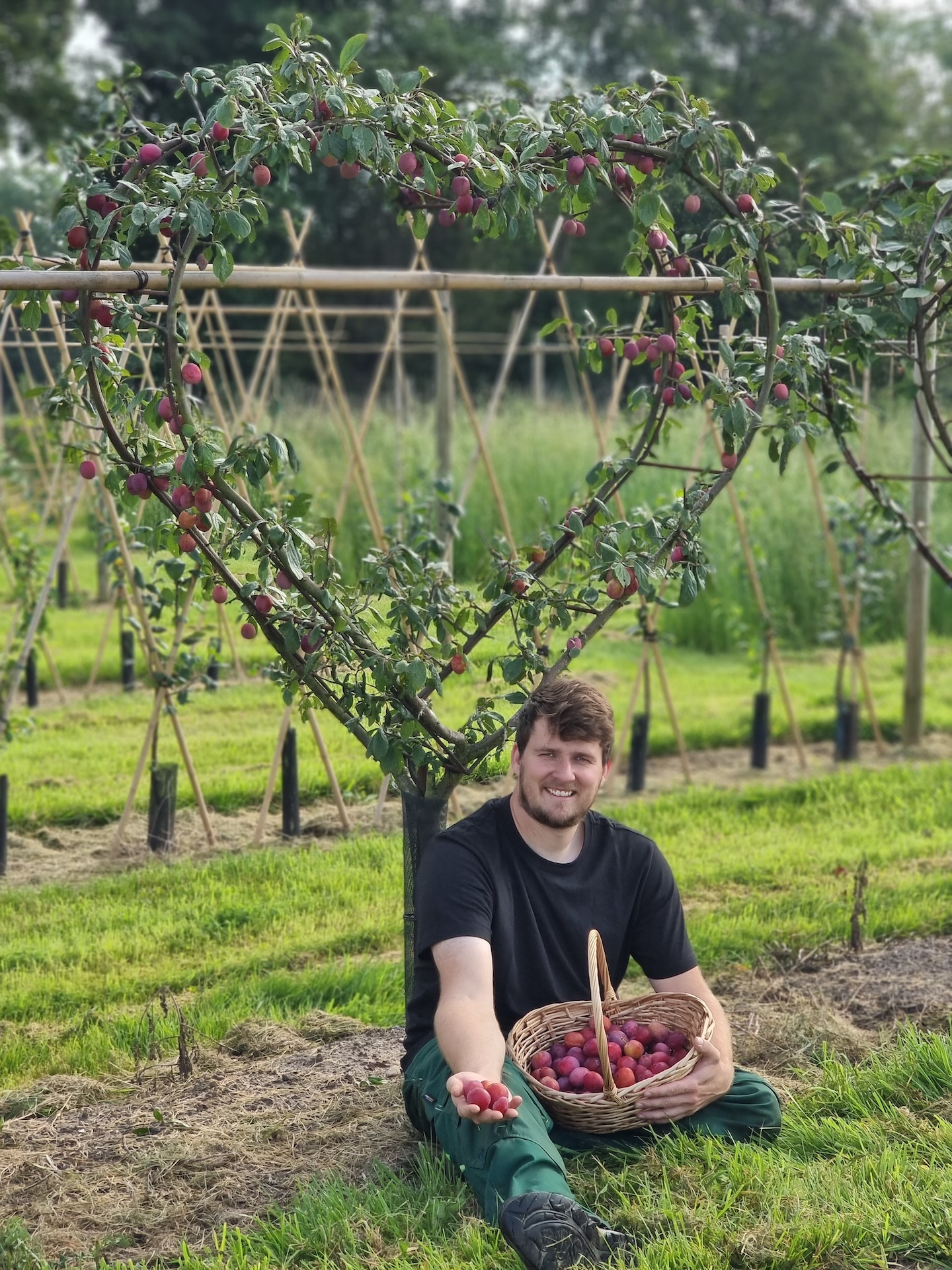 Professionelle Obstbaum-Beratung