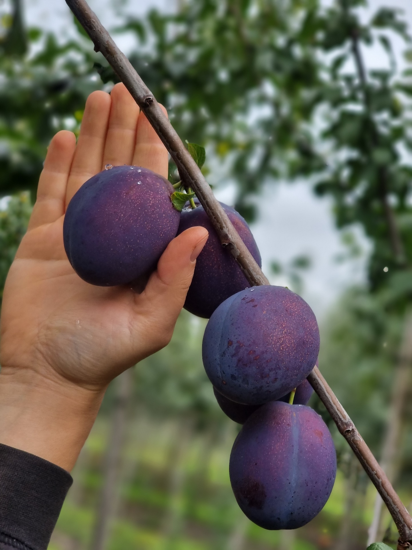 Nachhaltige Obstbaumpflege