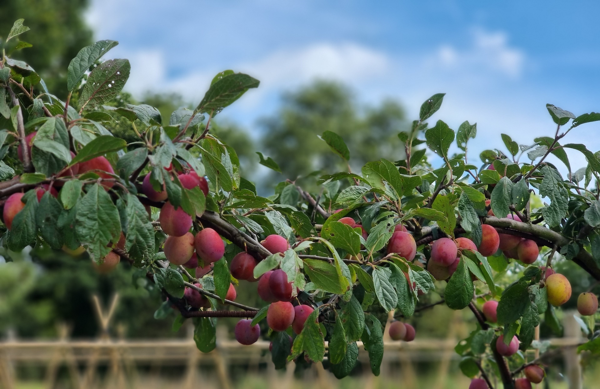 Obstbaumschnitt Hero